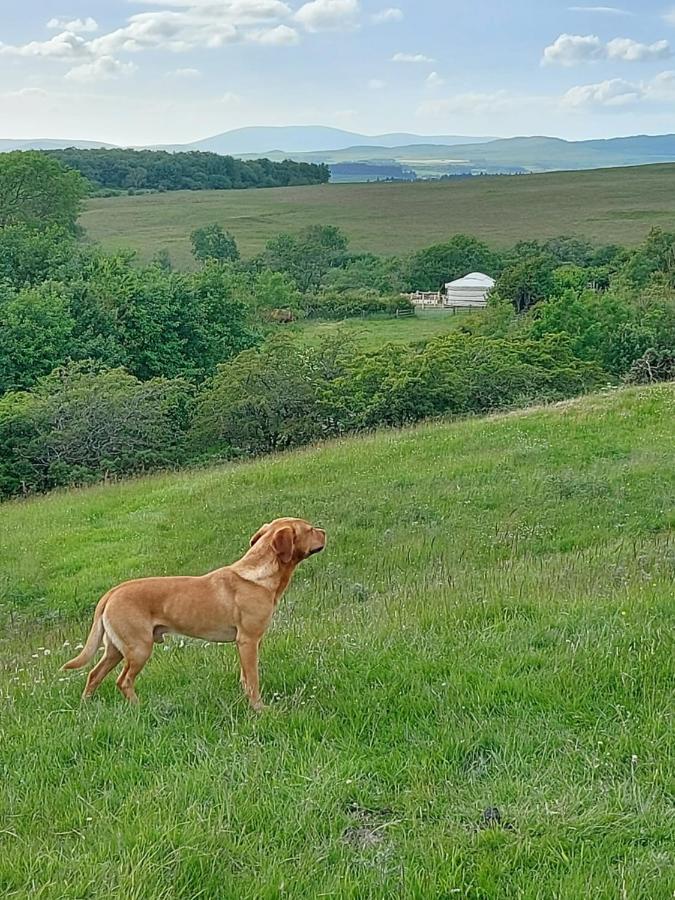 The Kites Rest At Castle Creavie Farm Ξενοδοχείο Kirkcudbright Εξωτερικό φωτογραφία